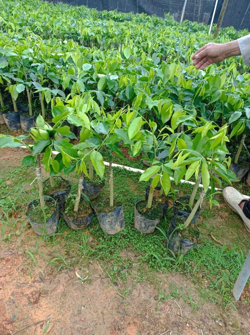 正中广东茂名电白观珠镇河洞沉香奇楠需要货的朋友联系我吧！