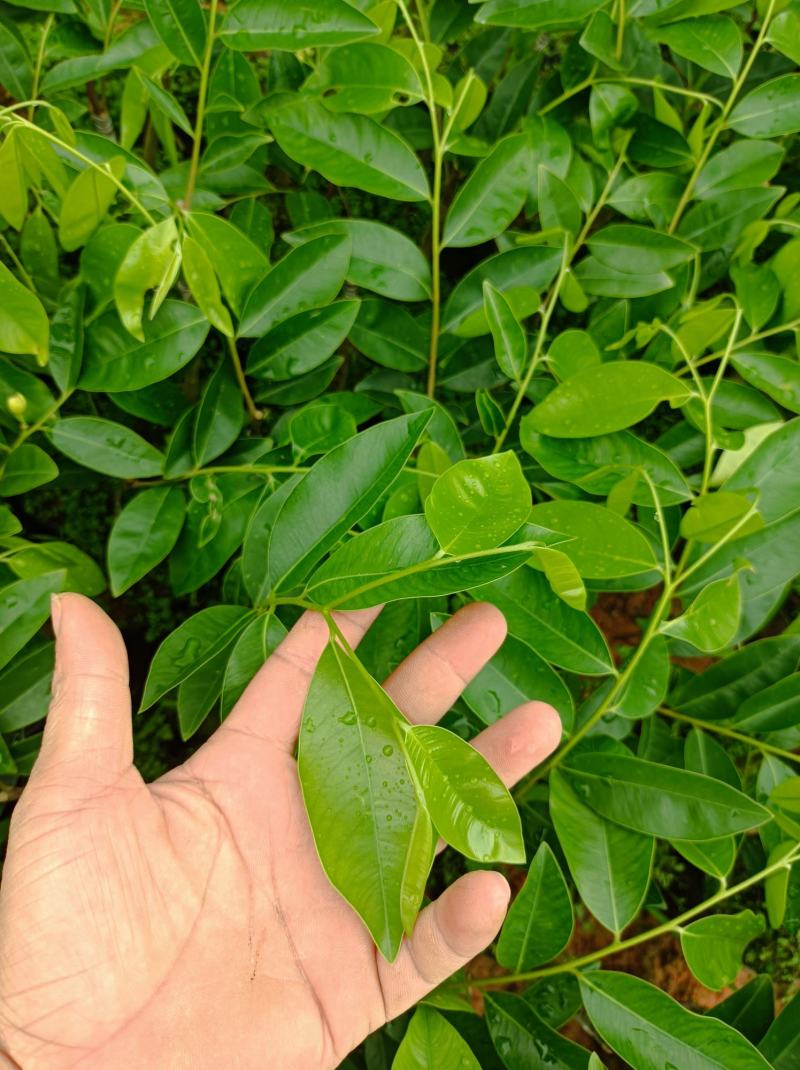 正中广东茂名电白观珠镇河洞沉香奇楠需要货的朋友联系我吧！