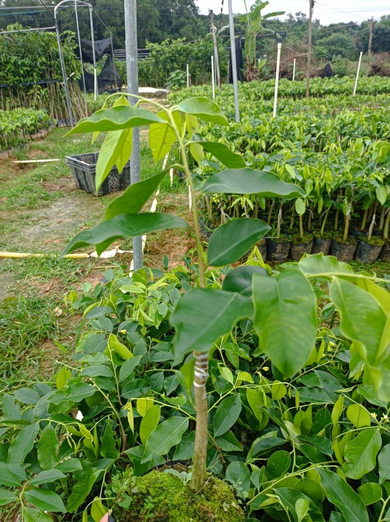 正中广东茂名电白观珠镇河洞沉香奇楠需要货的朋友联系我吧！