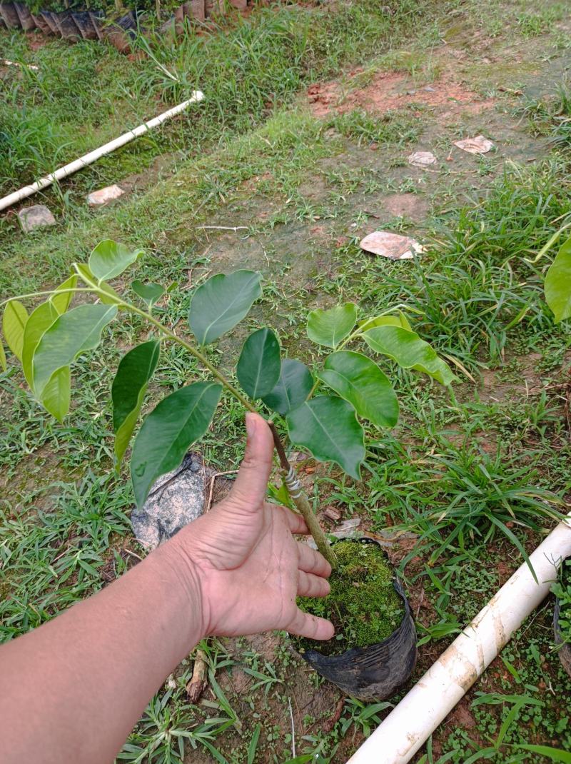 正中广东茂名电白观珠镇河洞沉香奇楠需要货的朋友联系我吧！