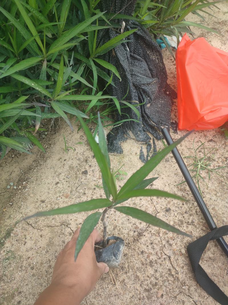 紫花芦莉翠花芦莉