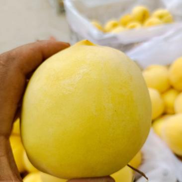 精品黄桃产地直供质量保证可发全国