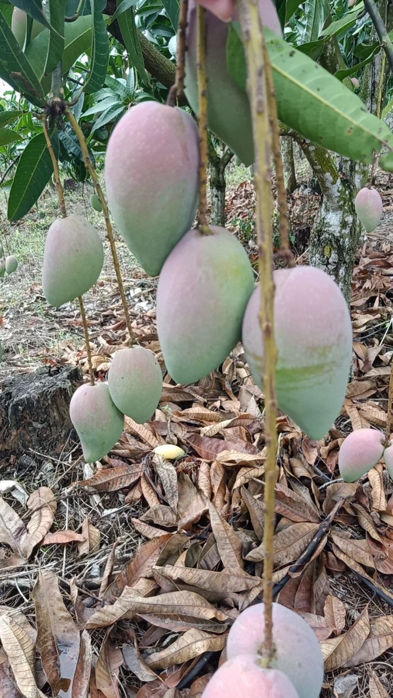海南芒果