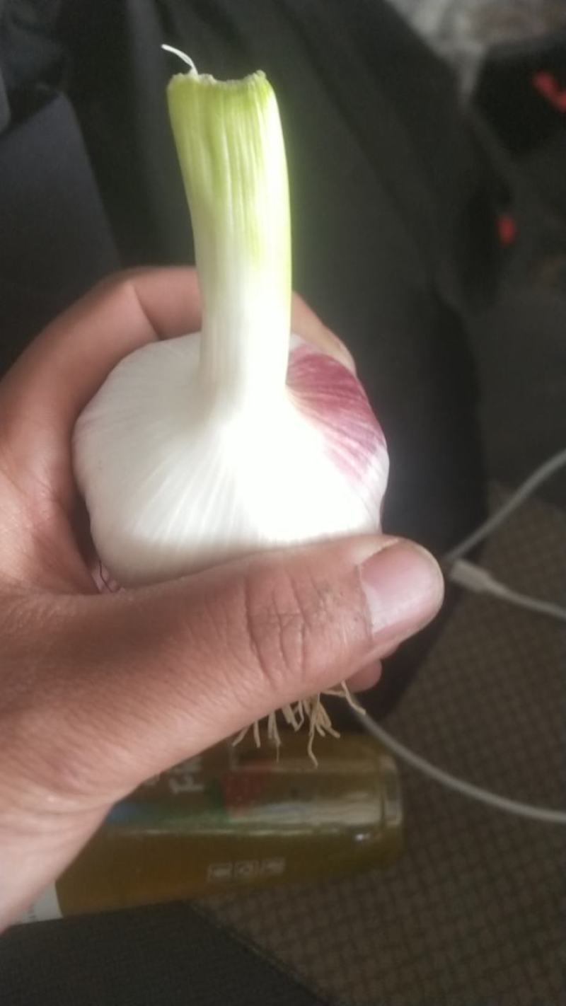 徐州紫红皮大蒜，一手货源