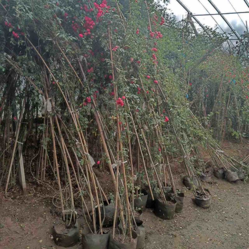 蔷薇