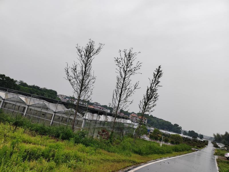 200亩香椿树下养鸡土地招租