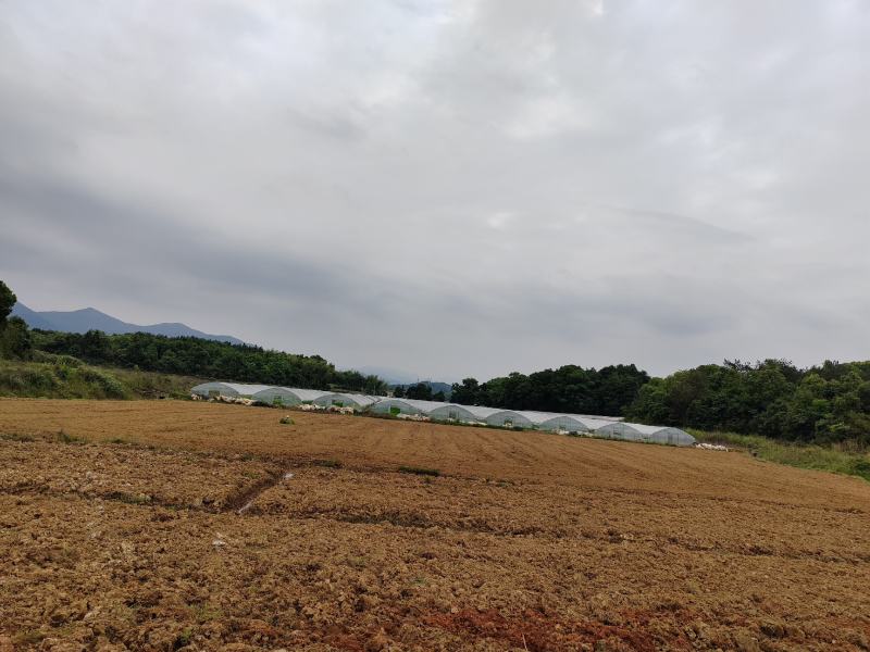 200亩香椿树下养鸡土地招租