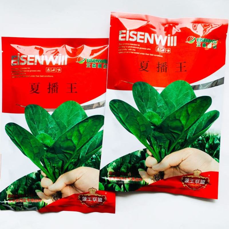 夏播王耐热菠菜种子半圆叶耐捆扎直立抗病菠菜种子250克