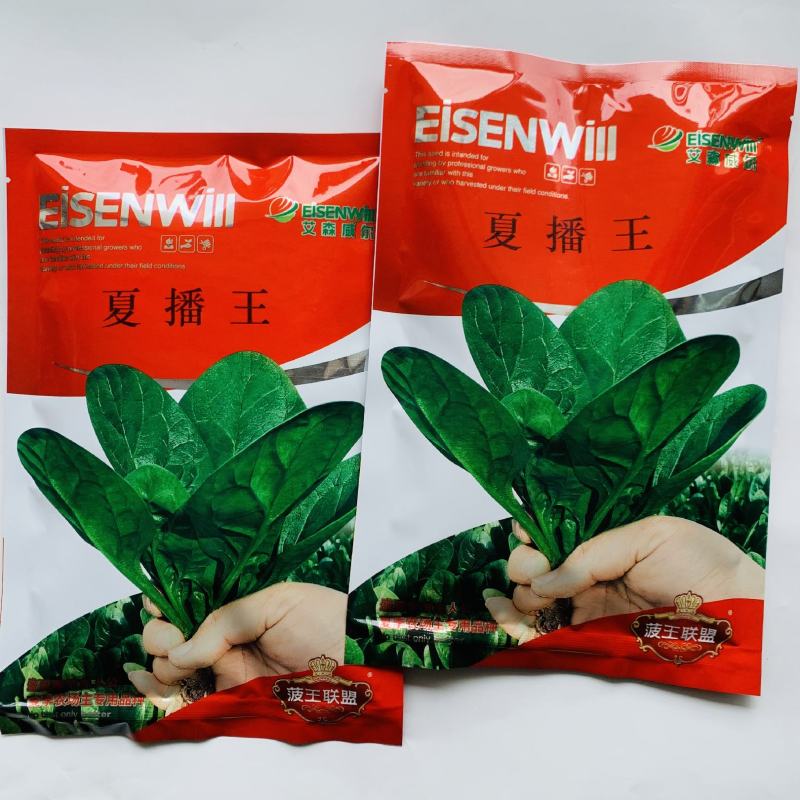 夏播王耐热菠菜种子半圆叶耐捆扎直立抗病菠菜种子250克