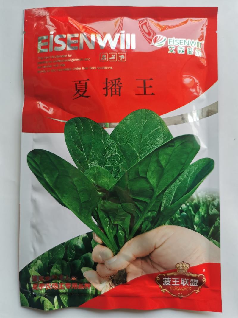 夏播王耐热菠菜种子半圆叶耐捆扎直立抗病菠菜种子250克