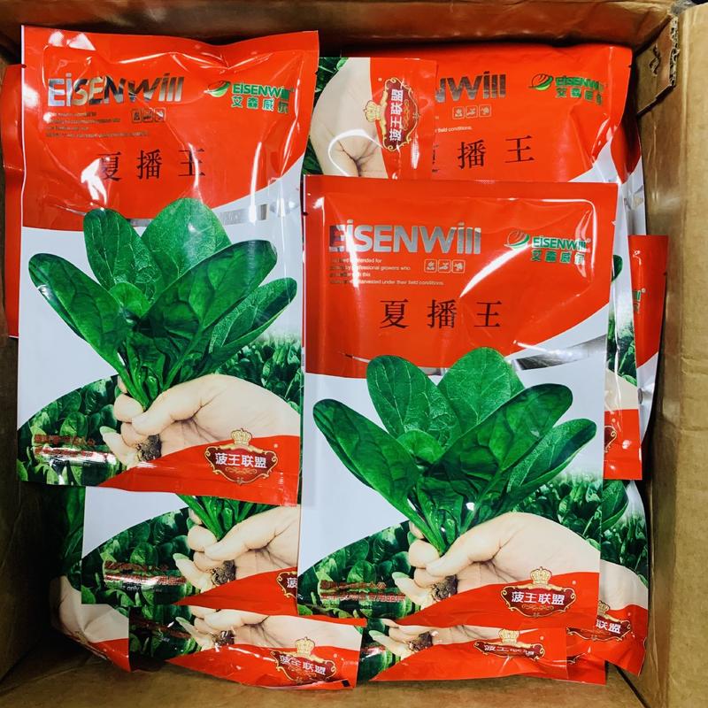 夏播王耐热菠菜种子半圆叶耐捆扎直立抗病菠菜种子250克