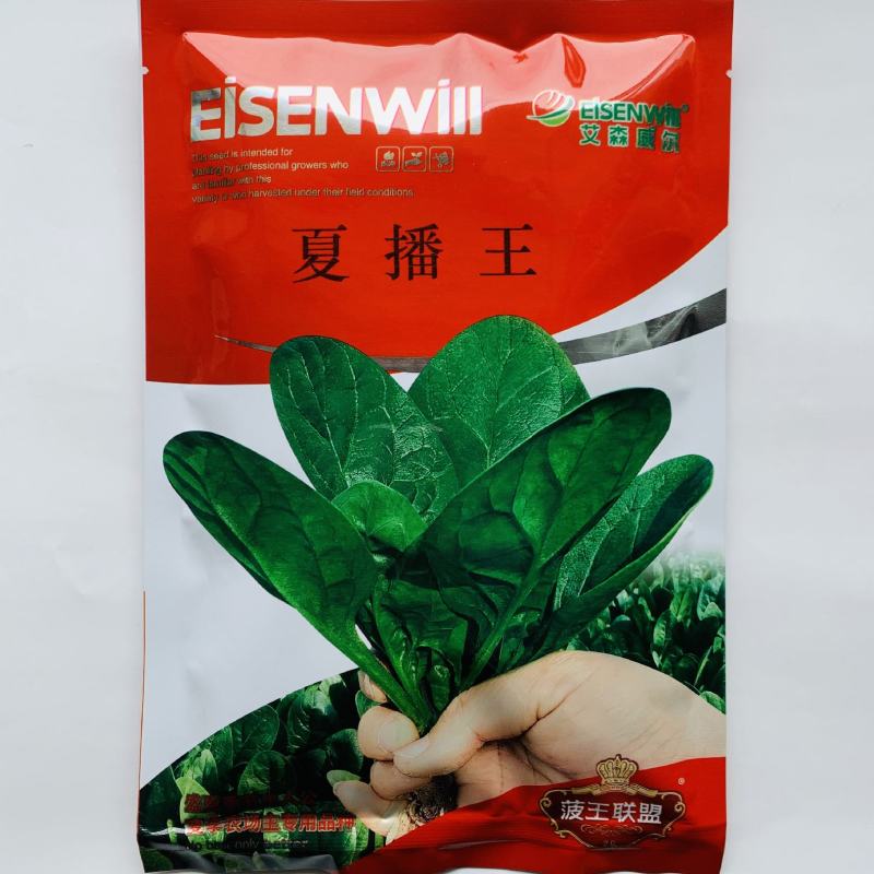 夏播王耐热菠菜种子半圆叶耐捆扎直立抗病菠菜种子250克