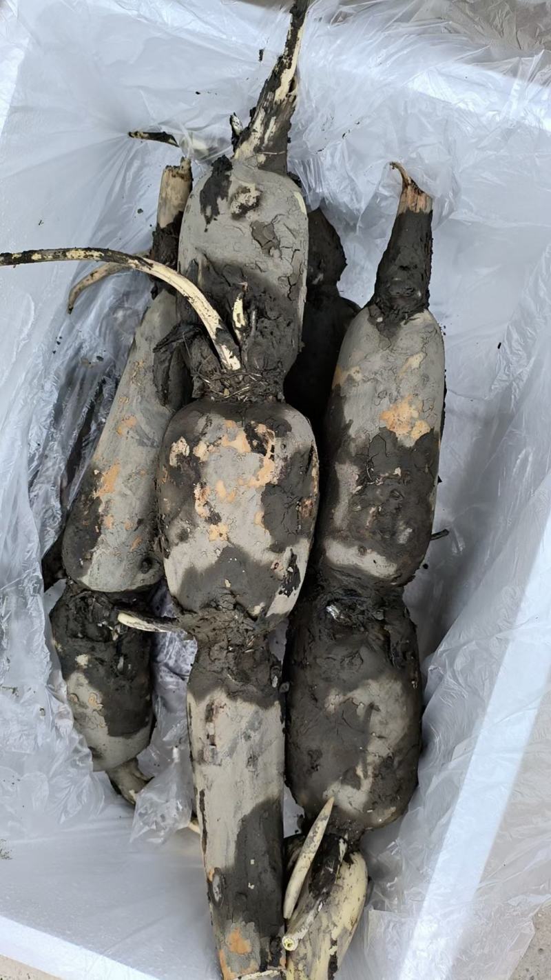 云南新藕开始上市咯各位老板可以搞了