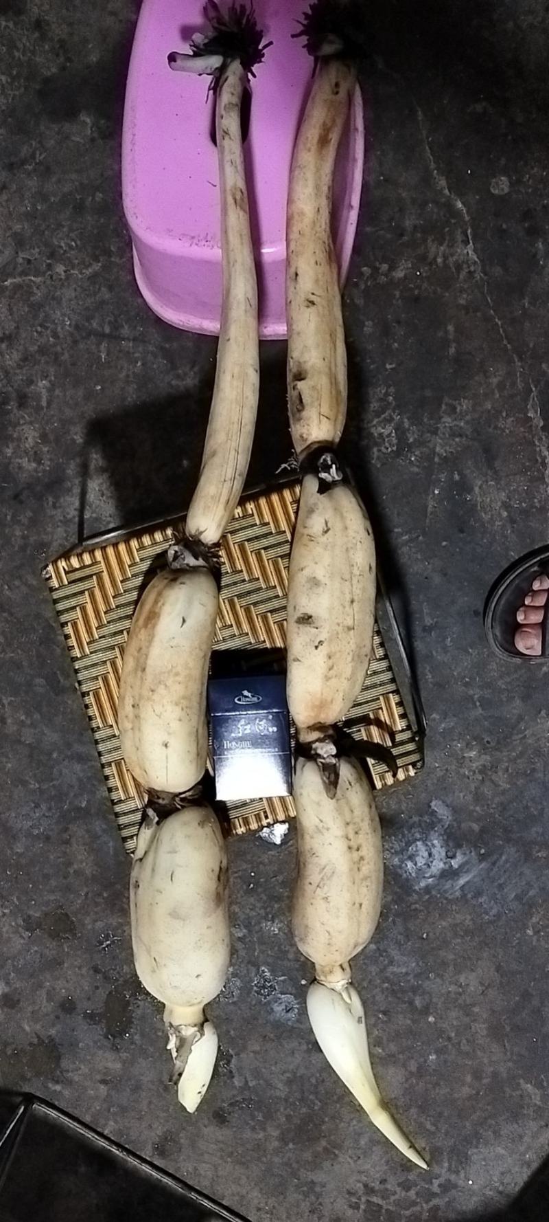 云南新藕开始上市咯各位老板可以搞了