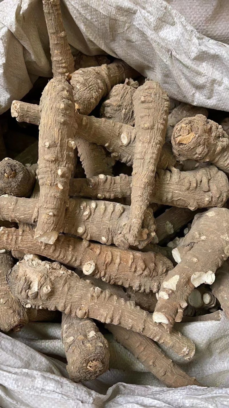 【精品】白芷药材白芷切片种植加工优质鲜切常年供货欢迎选购