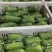 水果丝瓜种子小美早熟瓜码密瓜型整齐产量高品质好