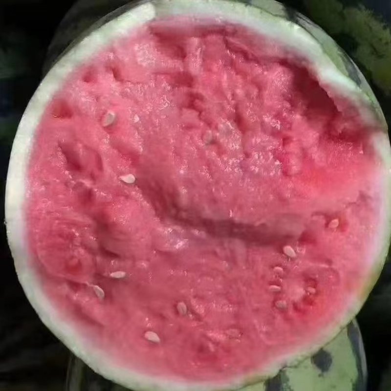 安徽太和，麒麟西瓜，产地直供，万亩基地，全国代发，