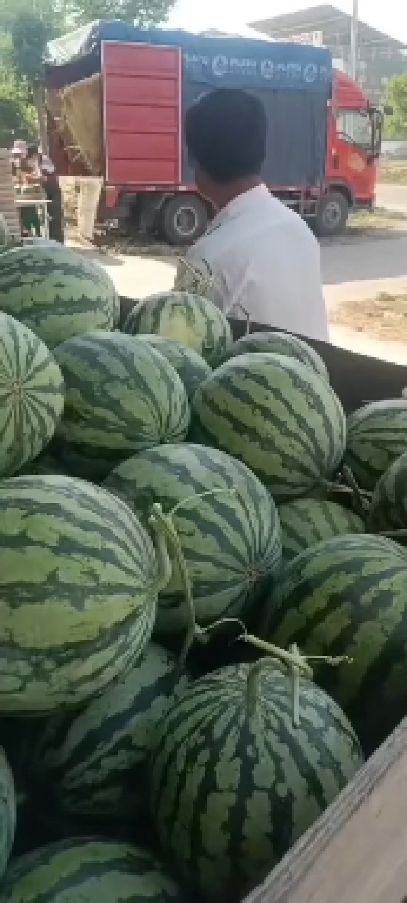 安徽太和，麒麟西瓜，产地直供，万亩基地，全国代发，