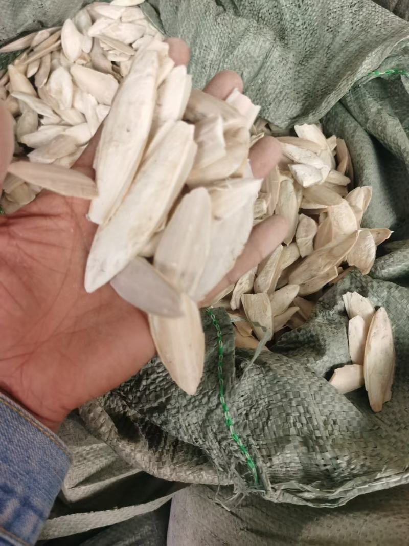 安国中药材市场无硫海螵蛸小个海蛸乌贼骨