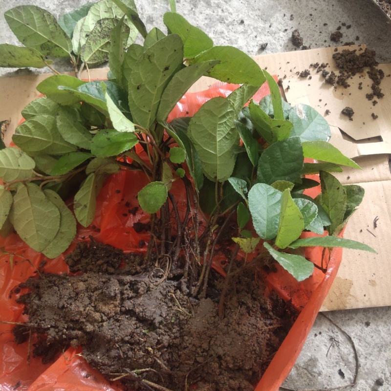 贵州野生地瓜地枇杷天然水果藤苗四季可种植公园别墅小区绿植