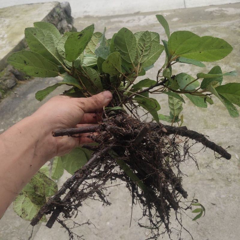 贵州野生地瓜地枇杷天然水果藤苗四季可种植公园别墅小区绿植