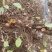 贵州野生地瓜地枇杷天然水果藤苗四季可种植公园别墅小区绿植