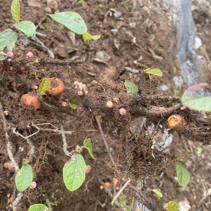 贵州野生地瓜地枇杷天然水果藤苗四季可种植公园别墅小区绿植