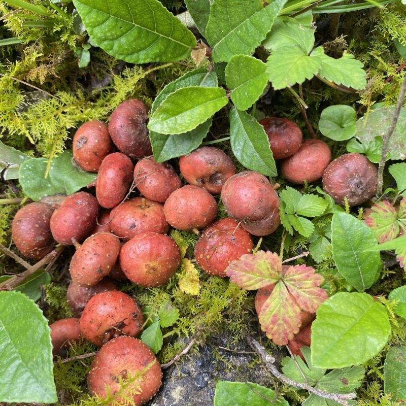 贵州野生地瓜地枇杷天然水果藤苗四季可种植公园别墅小区绿植