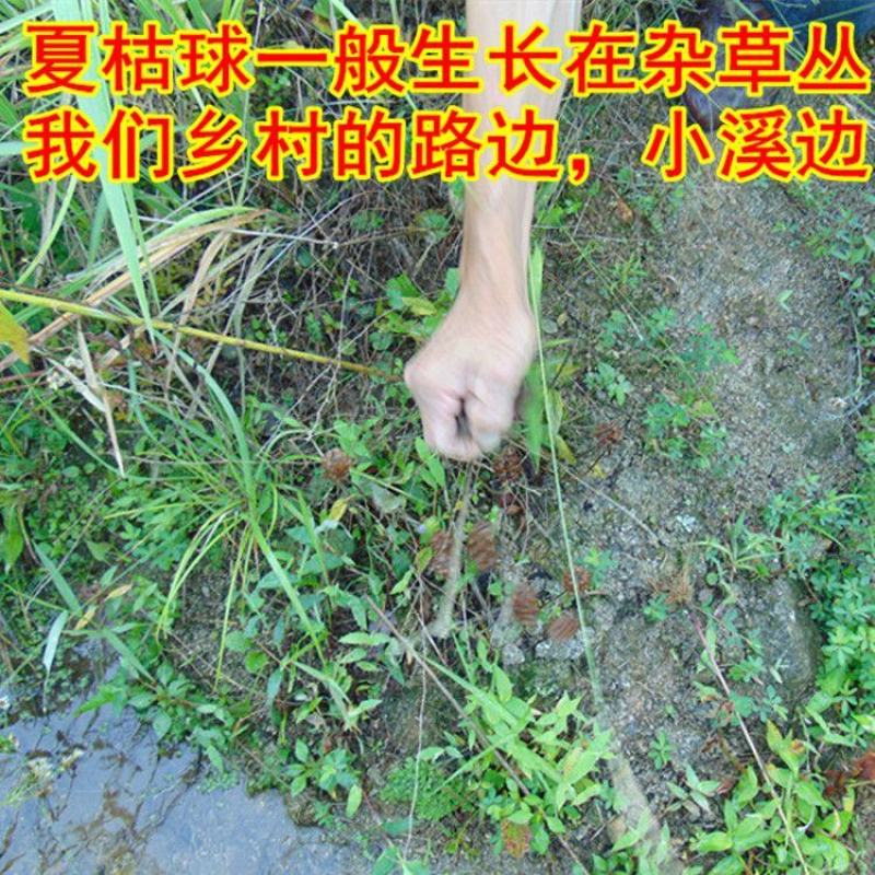 【夏枯草】野生夏枯球无硫夏枯草500克袋装多规格可选包邮