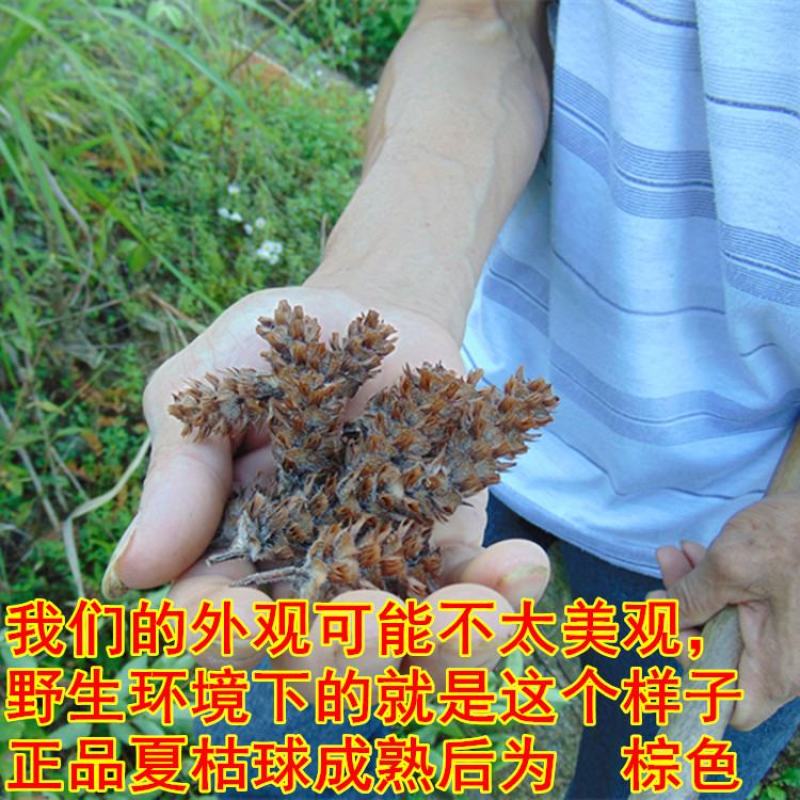 【夏枯草】野生夏枯球无硫夏枯草500克袋装多规格可选包邮