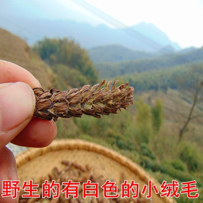 【夏枯草】野生夏枯球无硫夏枯草500克袋装多规格可选包邮