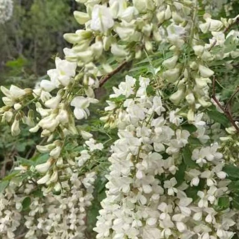 河北的洋槐花大量现货
