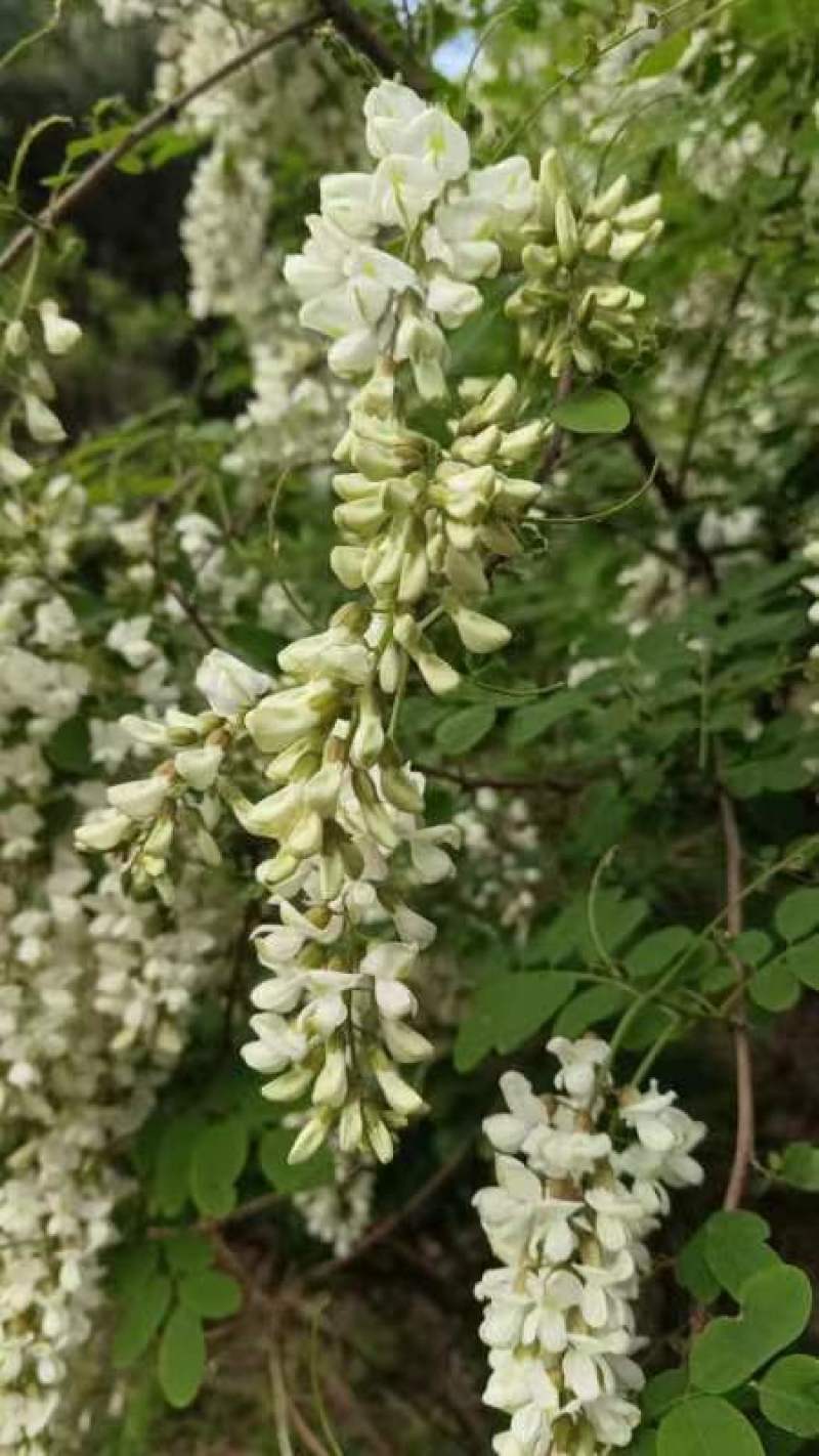 河北的洋槐花大量现货