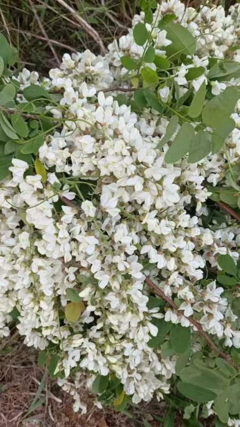 河北的洋槐花大量现货