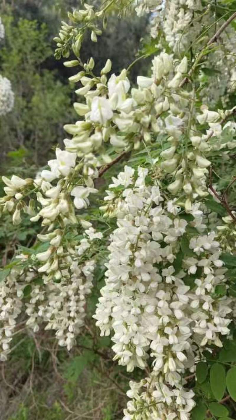 河北的洋槐花大量现货