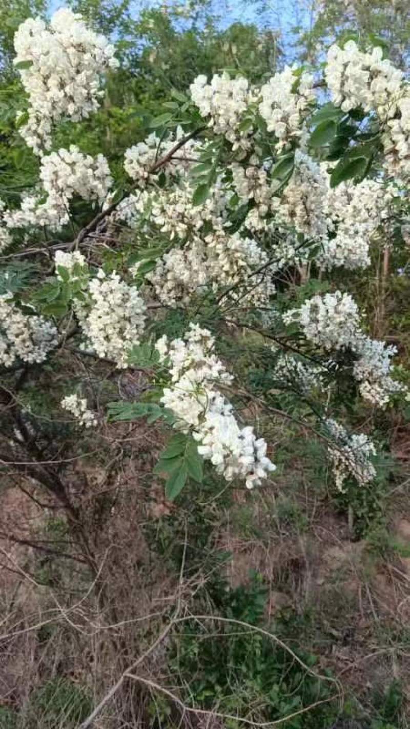 河北的洋槐花大量现货