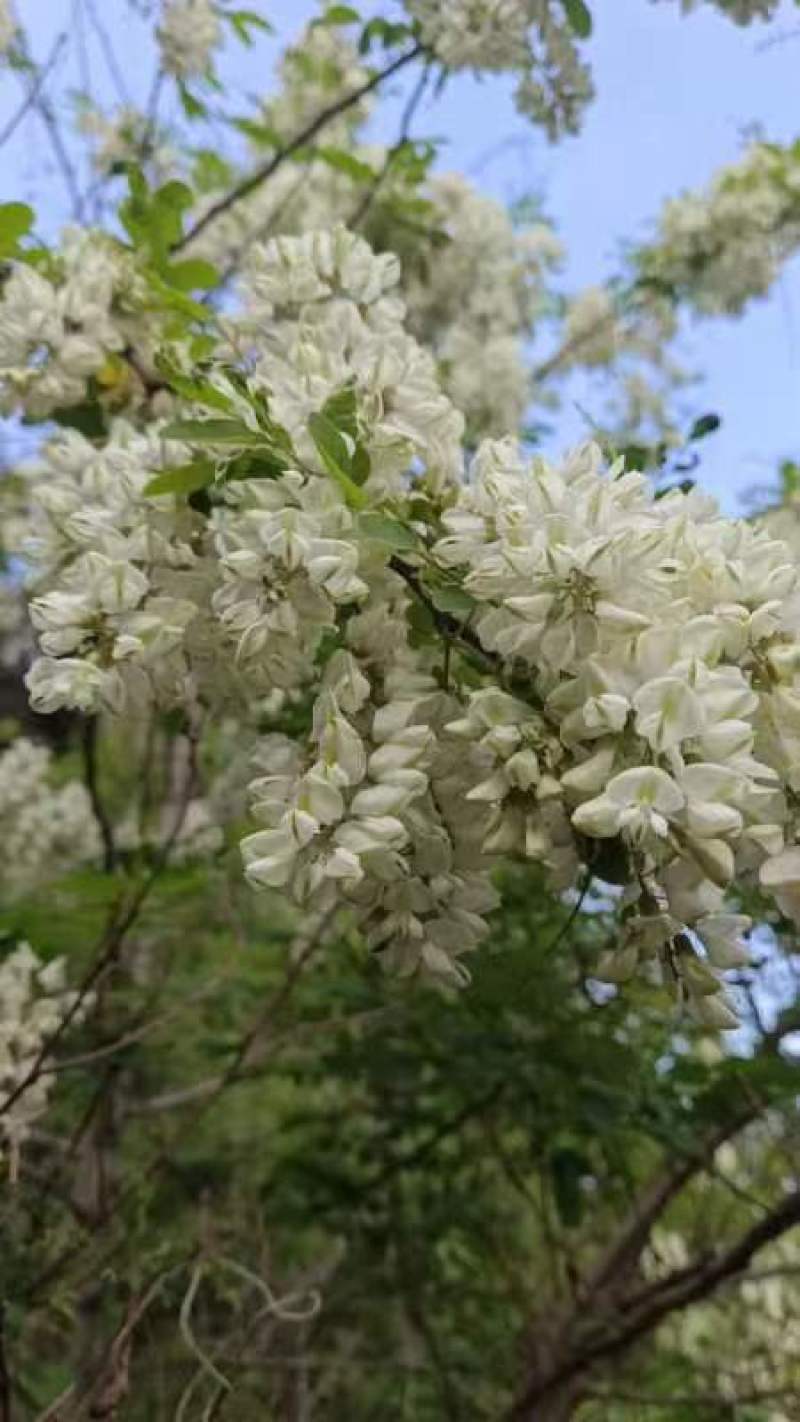 河北的洋槐花大量现货