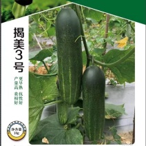黄瓜种子揭美3号早熟强雌皮黑绿瓜条顺直甜脆品质好