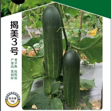 黄瓜种子揭美3号早熟强雌皮黑绿瓜条顺直甜脆品质好