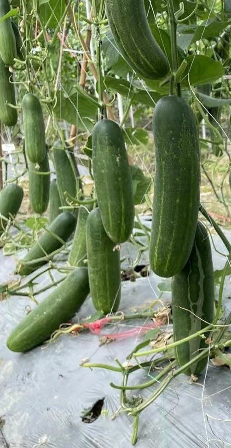 黄瓜种子揭美3号早熟强雌皮黑绿瓜条顺直甜脆品质好