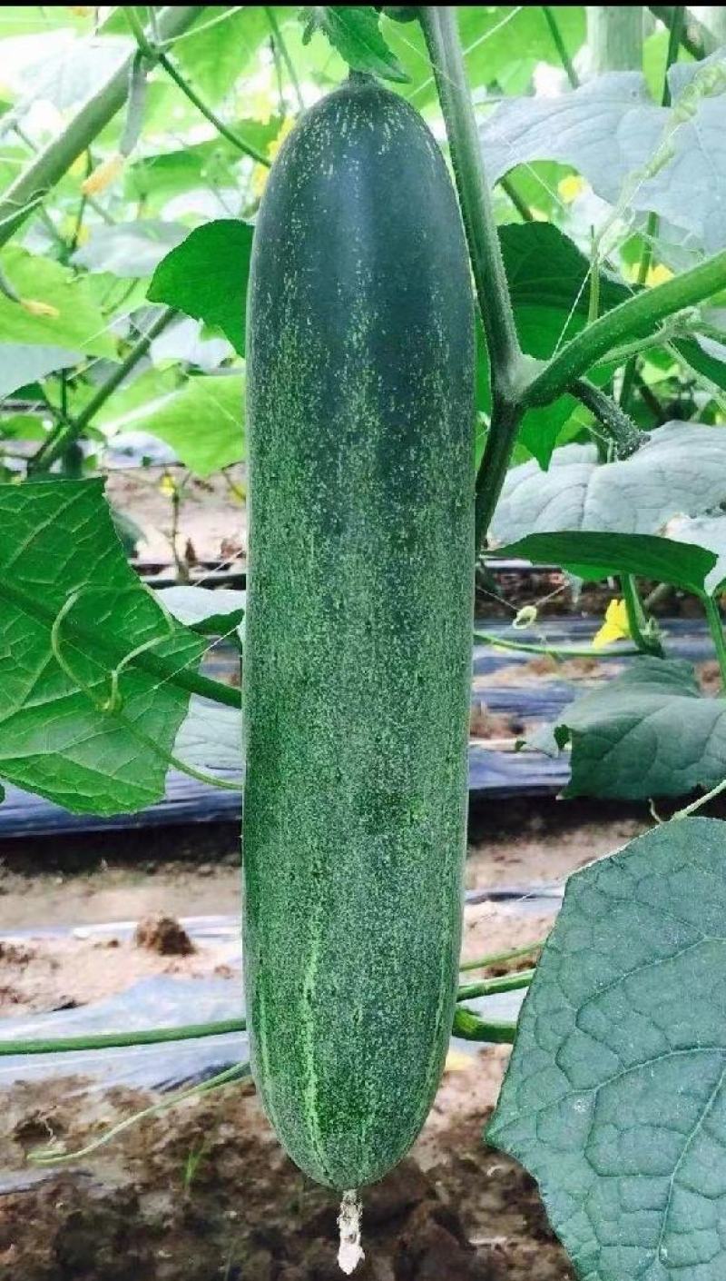 黄瓜种子揭美3号早熟强雌皮黑绿瓜条顺直甜脆品质好