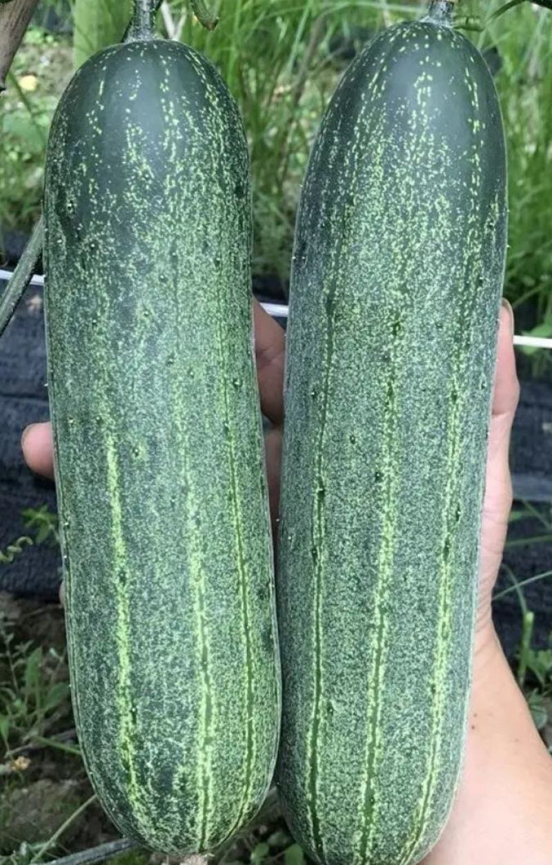 黄瓜种子揭美3号早熟强雌皮黑绿瓜条顺直甜脆品质好