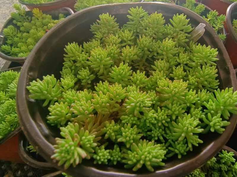 中华景天基地农户种植直销，提供代发货