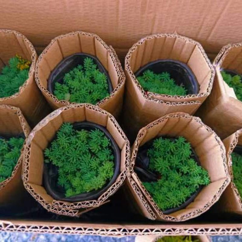 中华景天基地农户种植直销，提供代发货