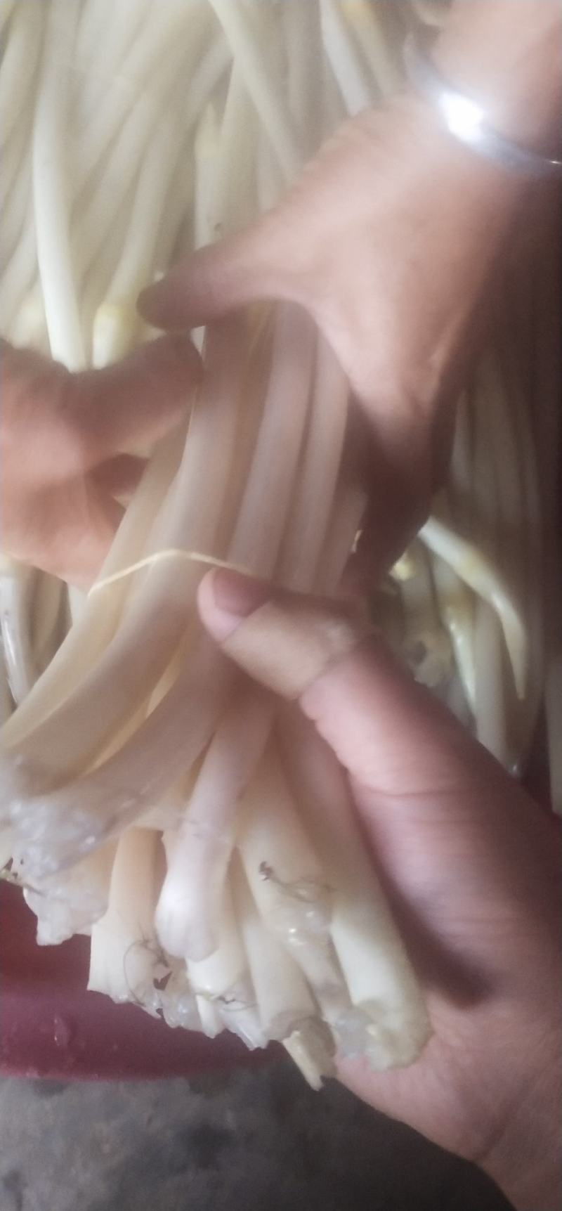 大量藕尖上市