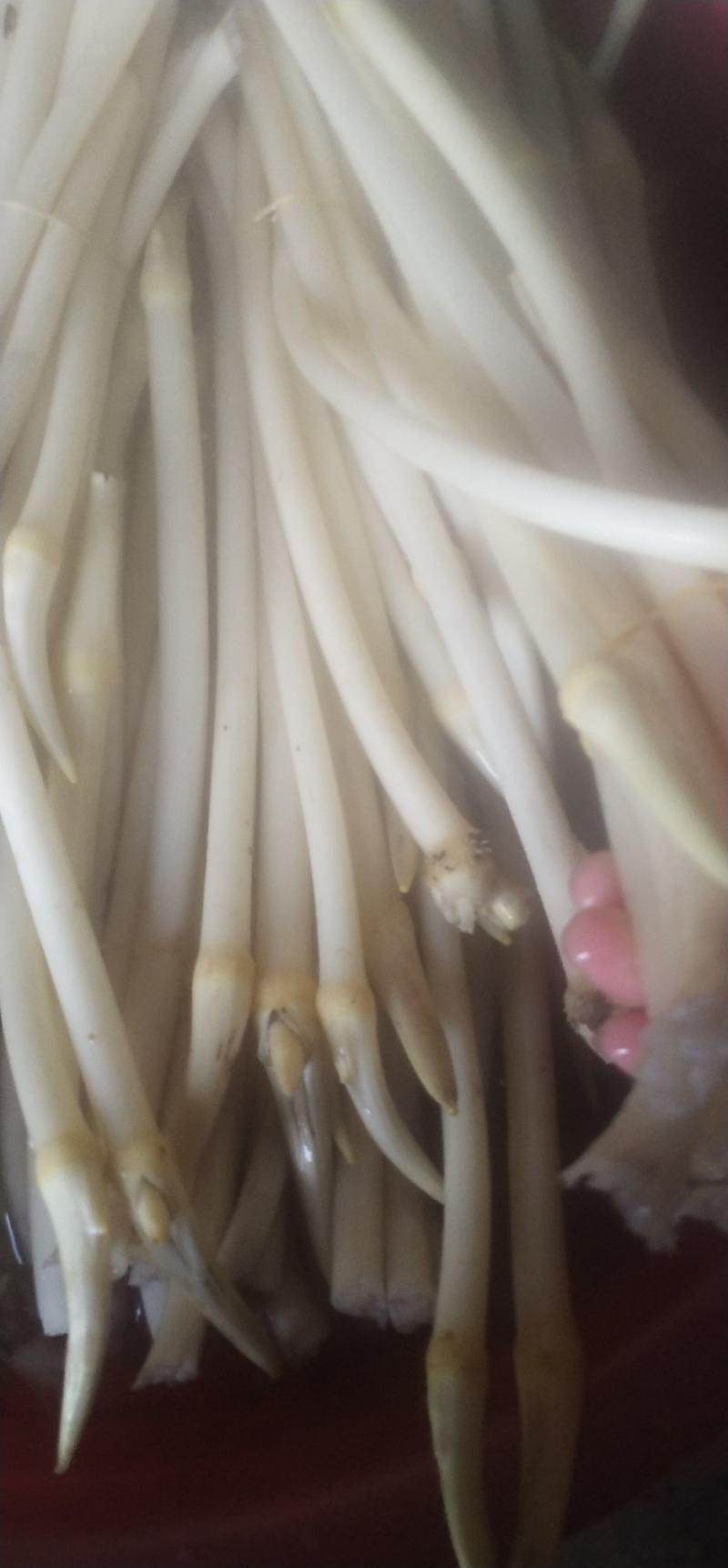 大量藕尖上市