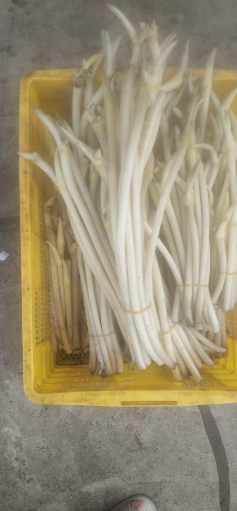 大量藕尖上市