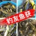 麦仁饵料鱼饵麦子
