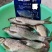 麦仁饵料鱼饵麦子
