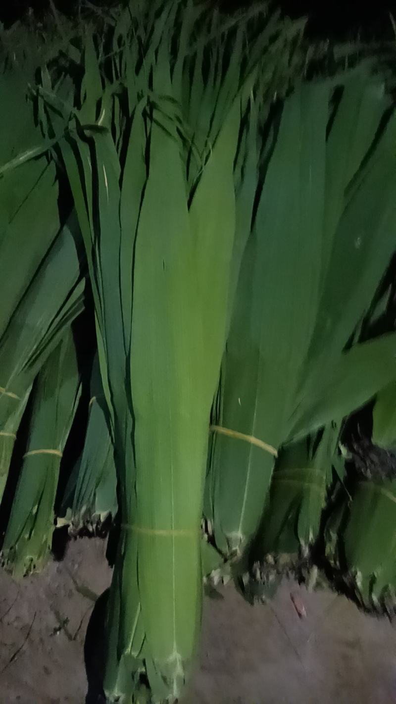 芦苇叶